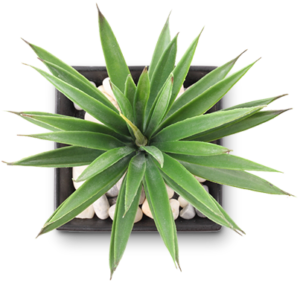 Plant. Total emissions decrease